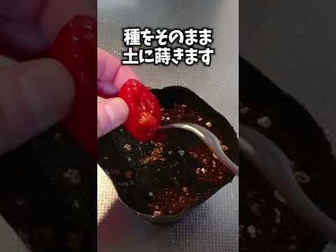 トマトの苗が育たないのはなぜですか?成長を加速させるために避けるべき5つの間違い  庭園