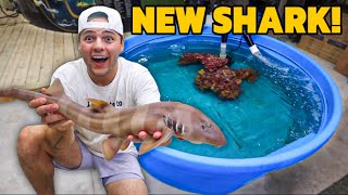 I RESCUED a SHARK for My NEW POND!!
