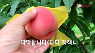 [복숭아재배] 신품종 대과 소개(평균500g/9월초.중) 낙과제로/딱딱이/풍산성/선홍빛적색