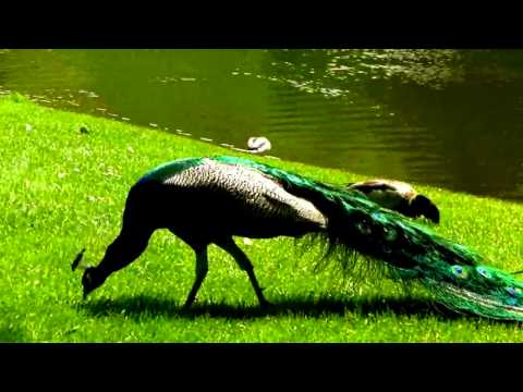 Eine Schönheit der Natur   der Pfau