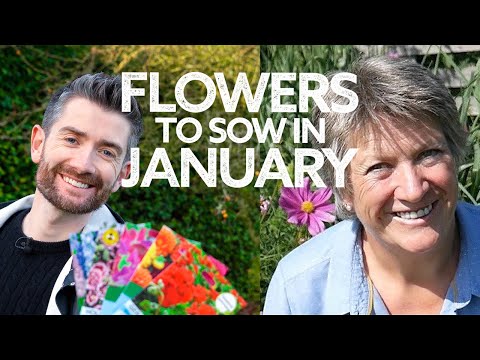 1月に蒔く花は何ですか？冬に蒔く花 | 冬に蒔く花今何を蒔くべきか