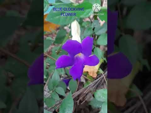 BUSH CLOCKVINE FLOWER🪻 ; Purpalvine 🪴Nilambari plant in garden. Nature Vibes.