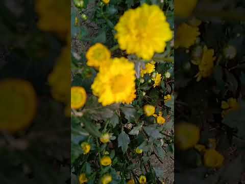 chitti chamanthi flowers ll shorts ll Tejasri Amazing Vlogs...