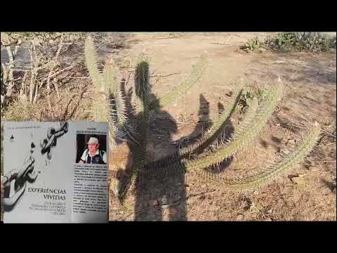{ESCRAVIDÃO} 1783/1843, ESCRAVIDÃO EM SAO JOAO DO CARIRI , PARAIBA.
