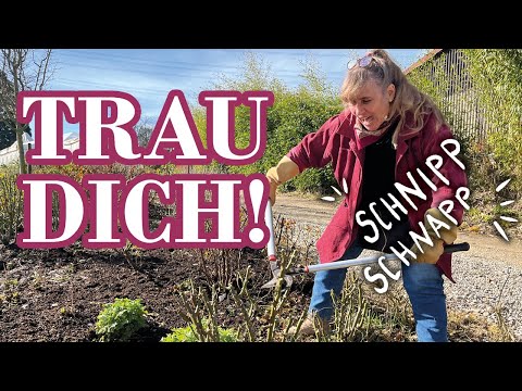Radikaler Schnitt gegen nackte Beinchen bei den Rosen ?