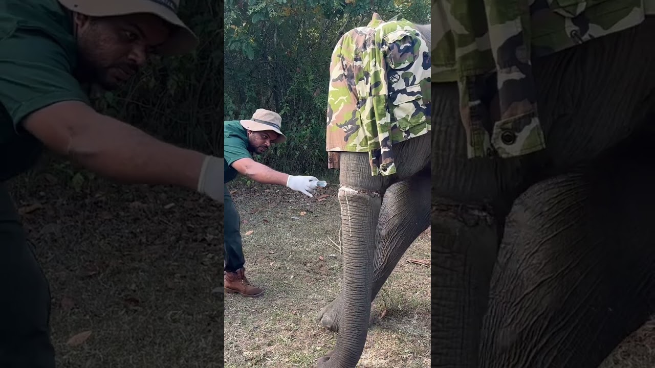 Treatment injured wild elephant #wildliferescue #elephant