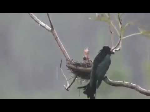 YouTube video about: How to protect birds nest from storm?