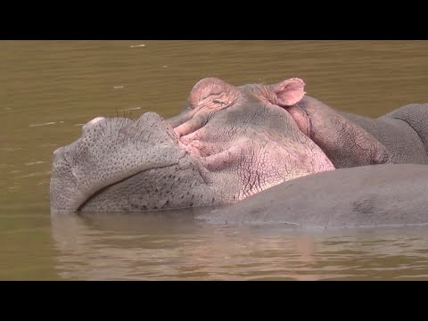 SOUTH AFRICA crocodiles, hippos and more, Kruger n.p. (20 Mar 2017)