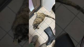 猫と玄関