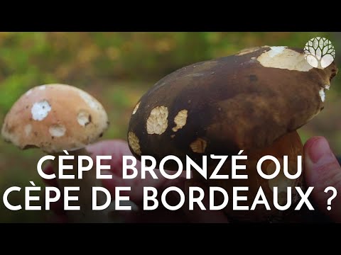 Bronzed cep or Bordeaux cep?