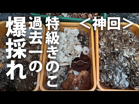  9月のキノコはどれ？今月採れる食用で認識しやすい種 8 種  庭園
