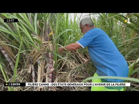 Trois mois après Garance, les planteurs craignent la prochaine campagne sucrière