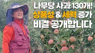 사과 세력 증가 상품성 향상 효과 우수! 명인의 시비관리 비료 주는법