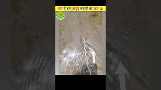 Download lagu यह लकड़ी पानी के उल्टे दिशा में चलती है । आखिर ऐसा क्यूं? 🤔 What Is The Secret Of This Magical Wood mp3