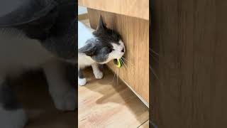 Download lagu Ga bisa main keluar karna hujan, yaudah mabok aja di rumah #cat #catlover #catlife #catvideos mp3 Download lagu Ga bisa main keluar karna hujan, yaudah mabok aja di rumah #cat #catlover #catlife #catvideos mp3