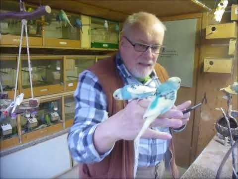 2017 11 27 Die reiselustigen Wellensittiche vom Wellifluesterer