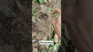 Download lagu Curious, so we're just going to take it #shortvideo #trending #birdsnest mp3