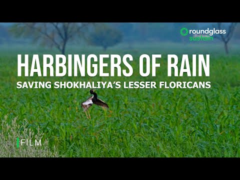 Harbingers Of Rain: Saving Shokaliya's Lesser Floricans | Bustard Conservation |@RoundglassSustain