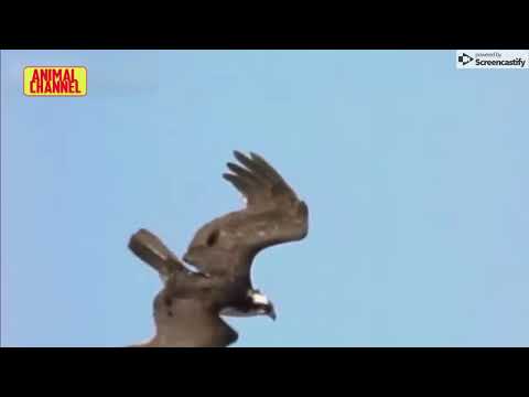 Deadly strike! Watch how an Osprey catches a fish