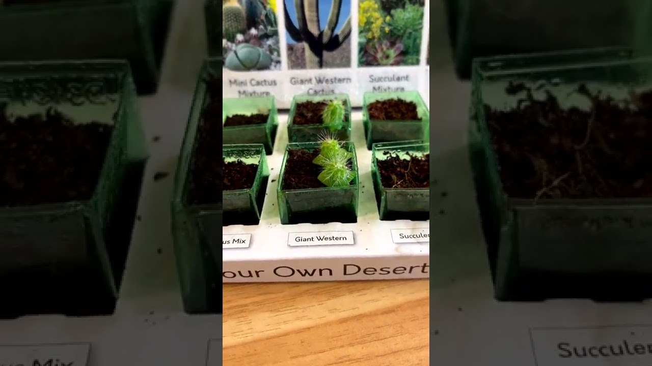 LOOK AT THIS!!!! Growing our own cactus!