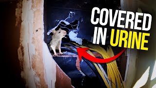 How to GET RID OF RATS in your walls FAST...Rats DESTROYING everything..