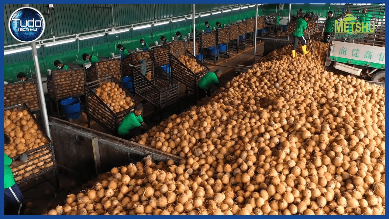 How millions of coconuts are processed for fiber, pulp, coconut milk and more