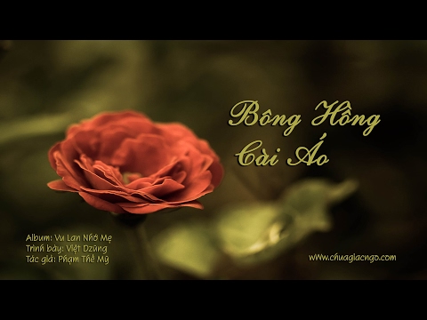 Bông hồng cài áo