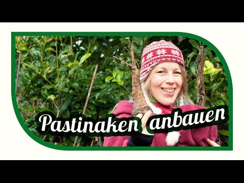 Growing parsnips successfully | Winter vegetables in the self-sufficient garden