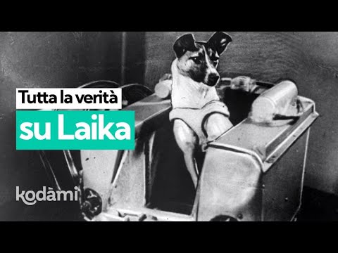 Perché la cagnolina Laika fu mandata nello spazio e che fine ha fatto? La verità sulla sua storia