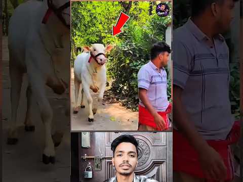 A Cow Bought for Only 30,000 Taka Changed Its Owner's Fortune! 🐄😱 #youtubeshorts #shorts