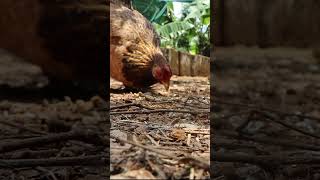 Download lagu Induk ayam memanggil anak-anaknya untuk makan - Suara ayam #shorts #suaraayam #ayam mp3 Download lagu Induk ayam memanggil anak-anaknya untuk makan - Suara ayam #shorts #suaraayam #ayam mp3