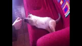 GATA ADOPCION VALLADOLID PINKIE