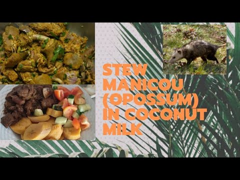 Stew manicou (opossum) in coconut milk #manicou #possum