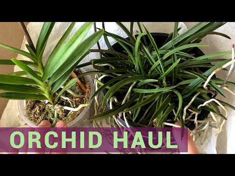 EBAY HAUL - Cattleya & Vandaceous Orchid Primary Hybrids & Species