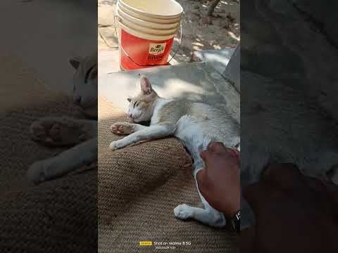 #lovescats#dishan#loveanimal#animalindia