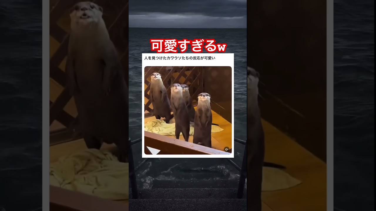 ぴょこぴょこかわいいなw #shorts#tiktok#Twitter#おもしろ#お笑い#おすすめ#カワウソ #可愛い #面白い#おもしろ動画#爆笑#バズれ