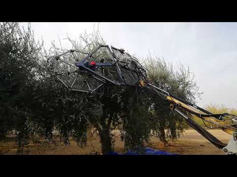 UC Merced, Canopy shaker harvesting olives - 02