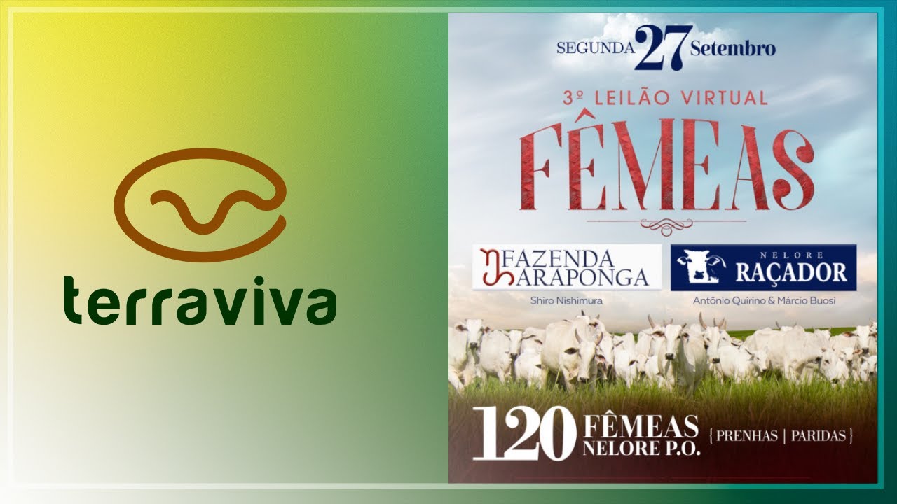 3° Leilão Virtual Fêmeas Fazenda Araponga e Nelore Raçador | 27/9 às 20h35