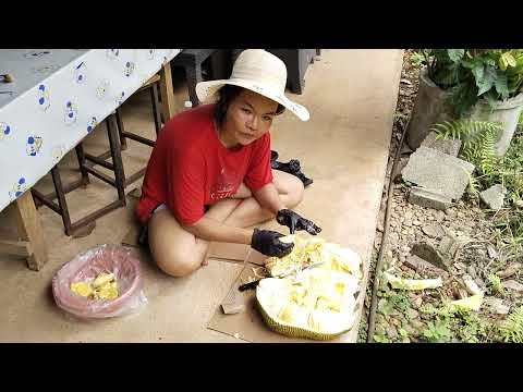 Jackfruit – Khanun (ขนุน), Thailands gyldne kæmpe  frugt