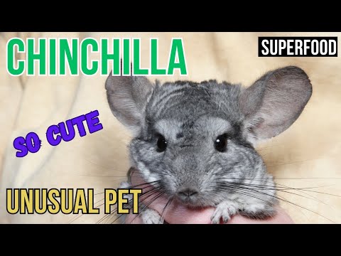 The Ultimate Chinchilla Care Guide: Housing, Feeding, and Reproduction