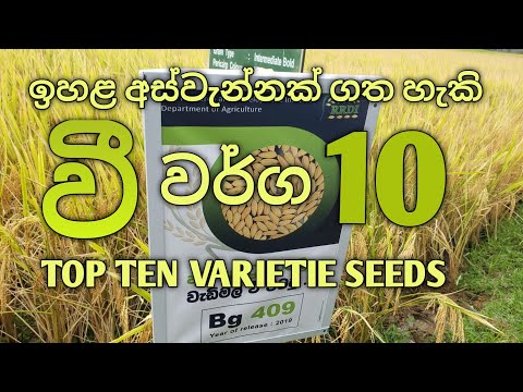 ඉහළ අස්වැන්නක් ගත හැකි වී වර්ග 10 👍TOP TEN VARIETIE PADDY SEEDS.