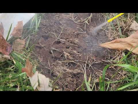 Citronella Ants Hide Under Rodent Bait Station in Hazlet, NJ