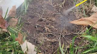 Watch video: Citronella Ants Hide Under Rodent Bait Station in Hazlet, NJ