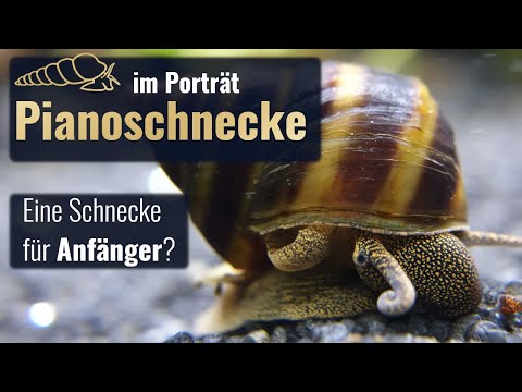 The Piano Snail | Taia Naticoides - Portrait of Water Snails