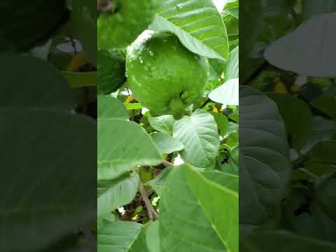 Muchas guayabas con mucho amor y cuidado