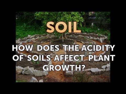 What is the effect of acidity on plants?