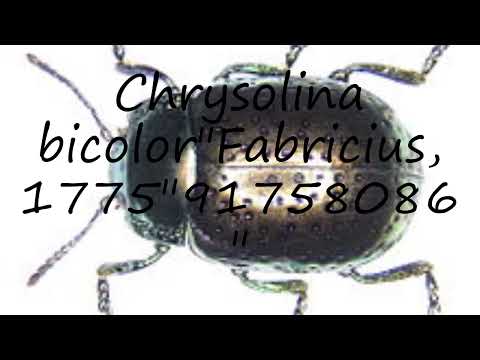 How to pronounce Chrysolina bicolor"Fabricius, 1775"91758086" in English?