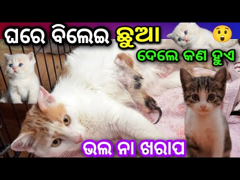 ଘରେ ବିଲେଇ ଛୁଆ ଜନ୍ମ କଲେ କଣ ହୁଏ। ghare bilei chua dele / bilei subha na asubha / bilei ghare chua dele