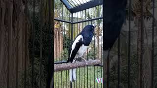 Download lagu kacer bukor #burungkicaudialamliar #kacerfighter #birds #birdsounds #animals mp3 Download lagu kacer bukor #burungkicaudialamliar #kacerfighter #birds #birdsounds #animals mp3