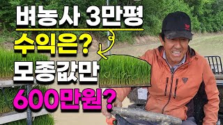 벼농사 3만평지으면 얼마를 벌수있을까? 40년 농부가 직접 알려드립니다 벼농사수익 모내기 텃밭농장 농사수익